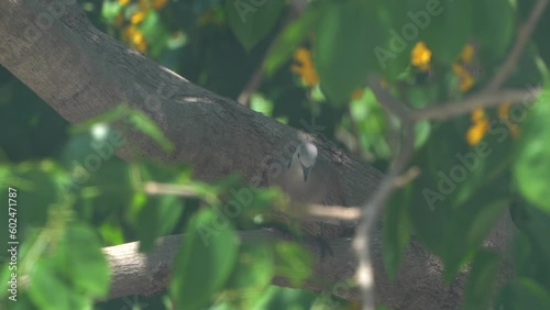 Dove perched on a branch. Dove perched on a branch of a padauk tree. photo