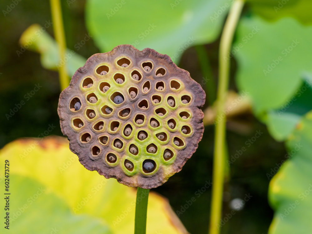 ハスの花托 ハスの花托