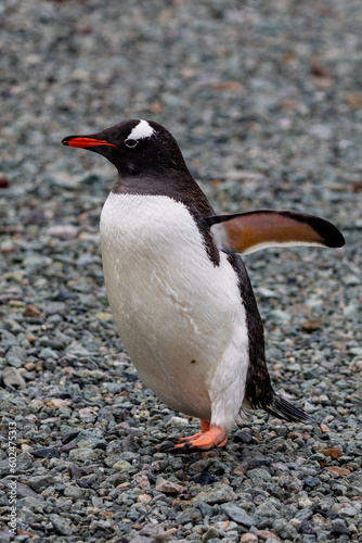 Gentoo Penguins and chicks in Antarctica