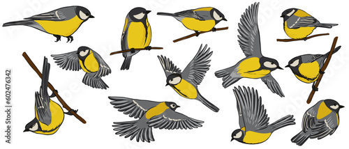 vector drawing birds, great tits, hand drawn songbirds, isolated nature design elements