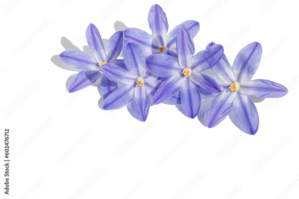 Flower arrangement of blue fresh inflorescences of spring Chionodox on a white isolated background.