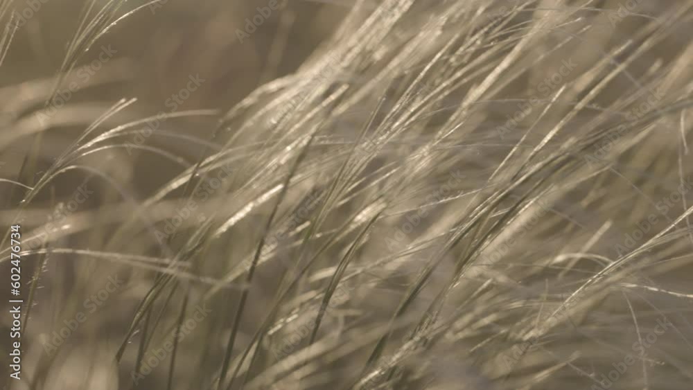Feather grass - Lat. Stipa. in the spring steppe. Soft dreamy white grass feather in wind with warm summer sun light, a spring or summer background. 10bit, ungraded C-LOG video Feather grass - Lat. Stipa. in the spring steppe. Soft dreamy white grass feather in wind with warm summer sun light, a spring or summer background. 10bit, ungraded C-LOG video