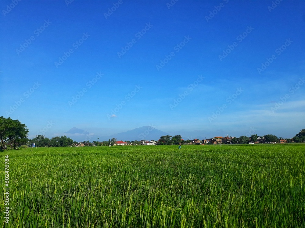 Rice with the scientific name Oryza sativa L. Rice plants in paddy rice fields with blue sky in the background swaying by the wind. Rice with the scientific name Oryza sativa L. Rice plants in paddy rice fields with blue sky in the background swaying by the wind.