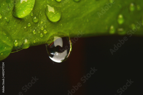 Drops of water on the bright green leaves.Macro photo.Nature spring photography.