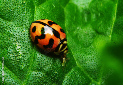ladybug perched on green leaf.Macro photo.animal photography.