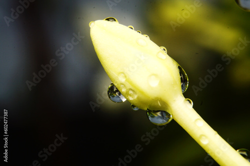 Drops of water on the white flowers that have not yet bloomed.Macro photo.Nature spring photography.