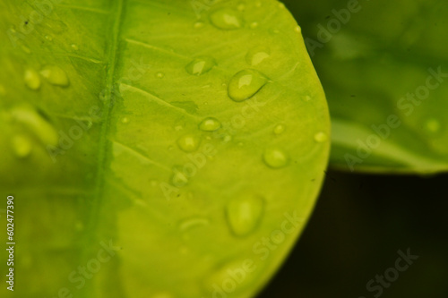 There were several drops of water on the bright green leaves.Macro photo.Nature spring photography.