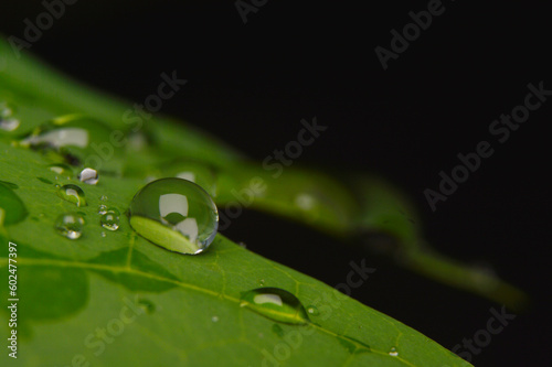 water droplets on bright green leaf.Macro photo. photo
