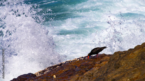 australian bird sooty oystercatcher (Haematopus fuliginosus) searching for food on the rocks in deepwater national park, agnes water, gladstone, queensland, australia