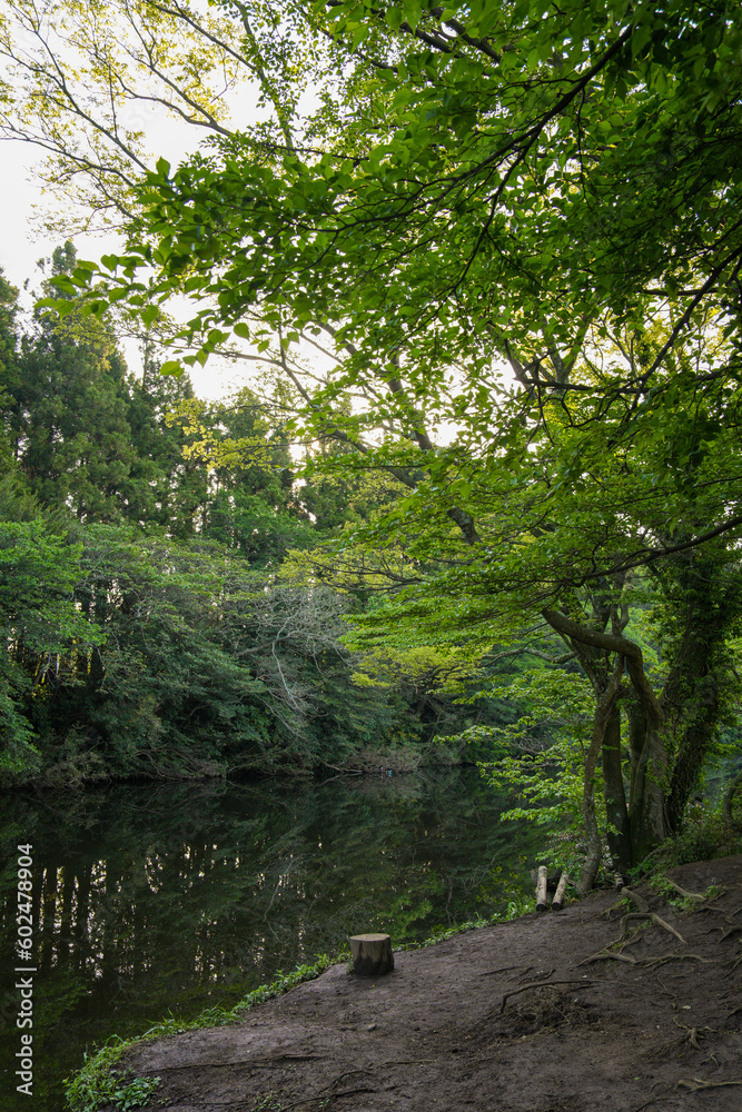 Lakeside surrounded by a secluded and beautiful forest Lakeside surrounded by a secluded and beautiful forest