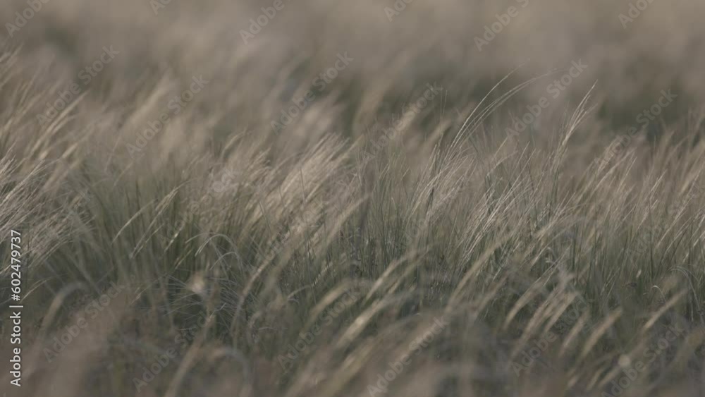 Feather grass - Lat. Stipa. in the spring steppe. Soft dreamy white grass feather in wind with warm summer sun light, a spring or summer background. Slow motion 120fps, 10bit, ungraded C-LOG video Feather grass - Lat. Stipa. in the spring steppe. Soft dreamy white grass feather in wind with warm summer sun light, a spring or summer background. Slow motion 120fps, 10bit, ungraded C-LOG video