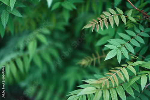 Sorbaria sorbifolia  the leaves of shrub. Green background  the plant in the nature with copy space. High quality photo