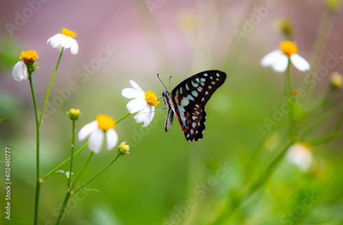 Butterfly on a flower in a meadow in the summer © Champ
