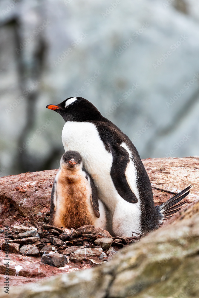 Fototapeta premium Gentoo Penguins and chicks in Antarctica