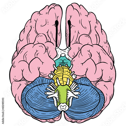 frontal lobe, brain, memory, nerves, nervous system, body, organs