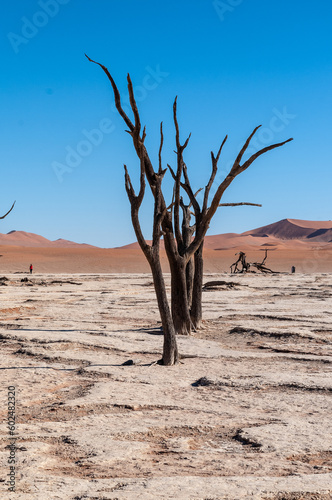 Landscape shot of the iconic dead trees of the Namibian deadvlei area.