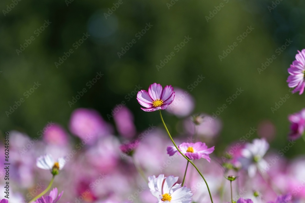 Fototapeta premium グリーンバックに咲く満開のピンクのグラデーションのコスモス