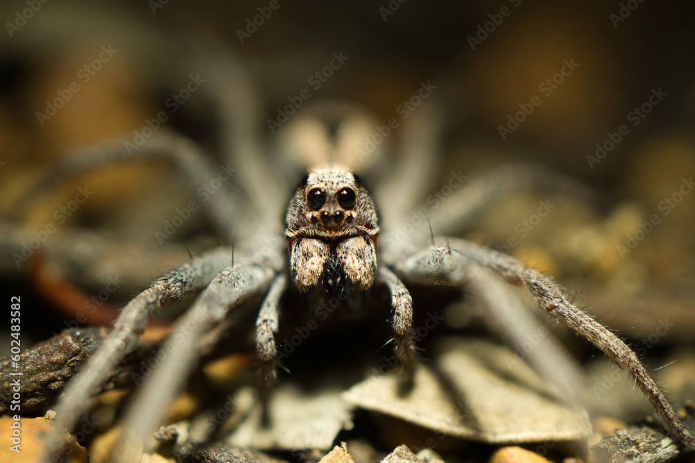 spider on the ground spider on the ground