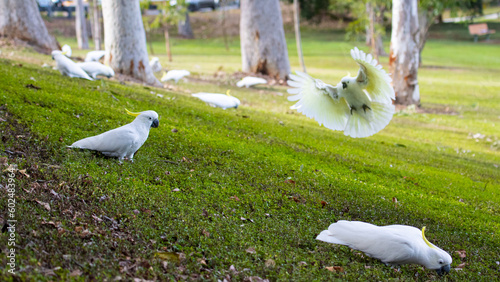 A group of adorable sulphur-crested cockatoos feeding on the grass in Norman Buchan Park, Bardon in Brisbane, Queensland, Australia photo