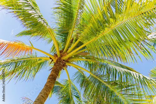 Palm trees on a sunny day. Dam Bay on an island near Nha Trang in Vietnam. Tourist destination.