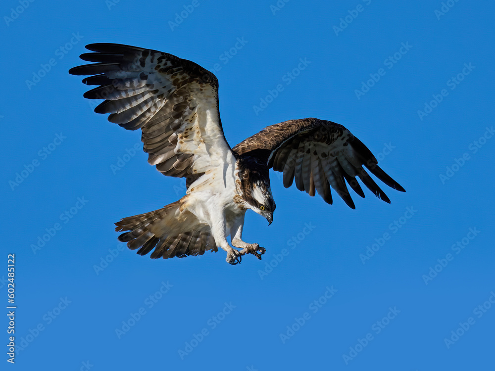 Fototapeta premium Osprey (Pandion haliaetus)