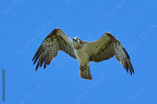 Osprey  Pandion haliaetus 