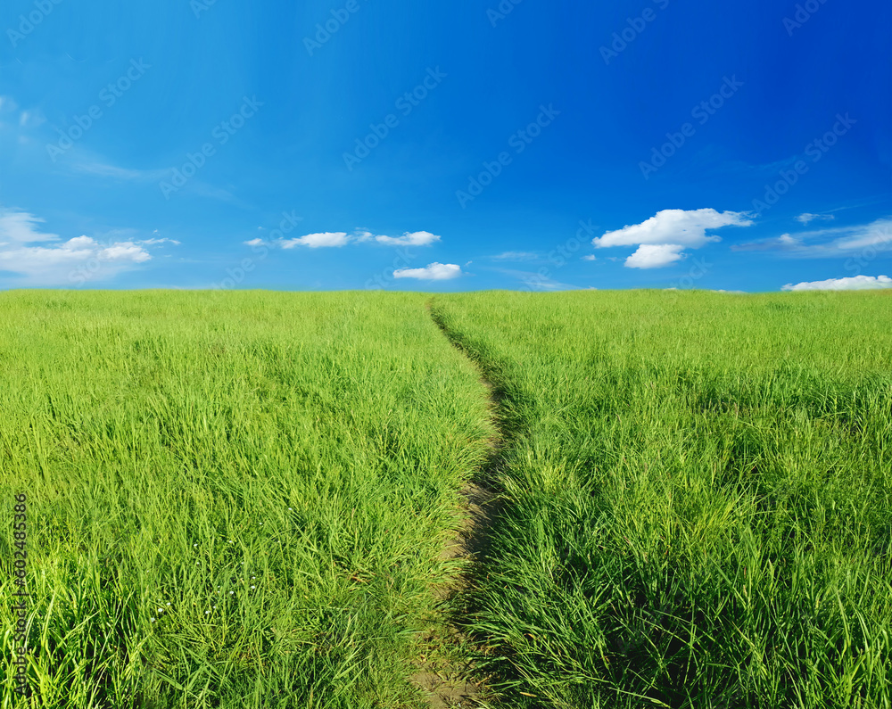 Fototapeta premium Lonely footpath through field