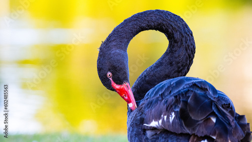 portrait of cute black swan taken at lake alford, gympie, queensland, australia; unique australian wildlife	 photo