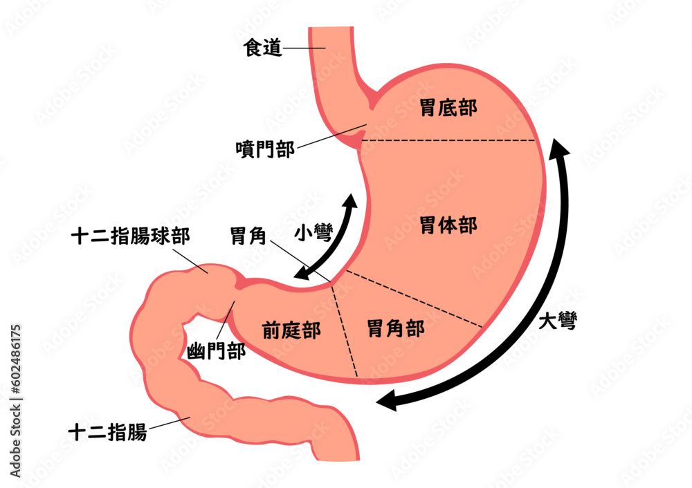 胃壁の断面区分 – 胃 解剖図 イラスト | 胃がんの病期 とは? – MEXHSS