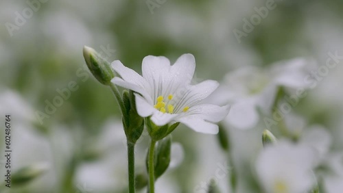 White flower swaying gently, field chickweed (cerastium arvense)