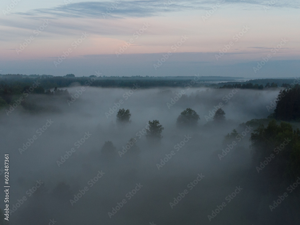 Enchanting Sunrise Mist Over Majestic Forest in Northern Europe
