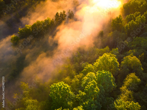 Enchanting Sunrise Mist Over Majestic Forest in Northern Europe