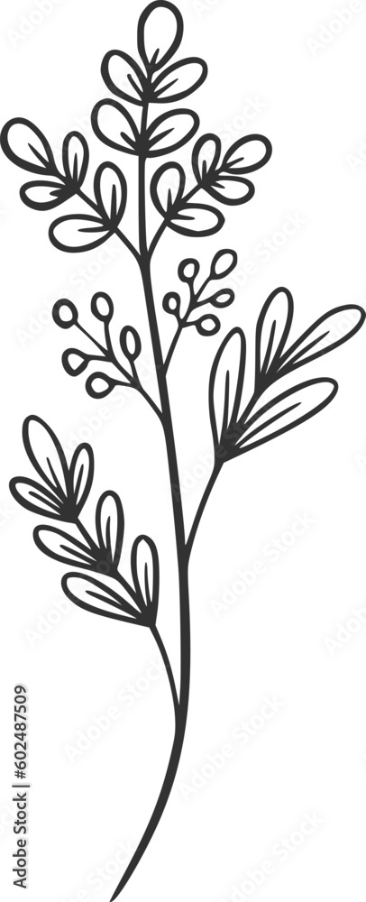 botanical vector, outline, illustration, nature, flower, summer