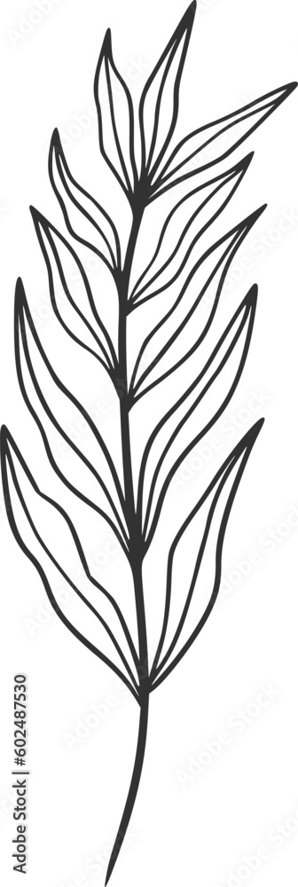 botanical vector, outline, illustration, nature, flower, summer botanical vector, outline, illustration, nature, flower, summer