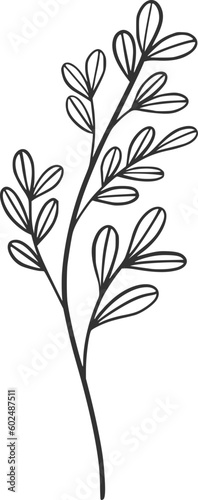 botanical vector, outline, illustration, nature, flower, summer