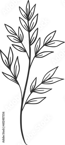 Fototapeta Naklejka Na Ścianę i Meble -  botanical vector, outline, illustration, nature, flower, summer