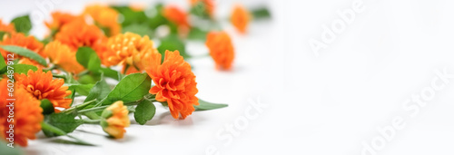 Festive composition for the National Day of India, Independence Day, orange marigold flowers, white background Generative AI © ximich_natali