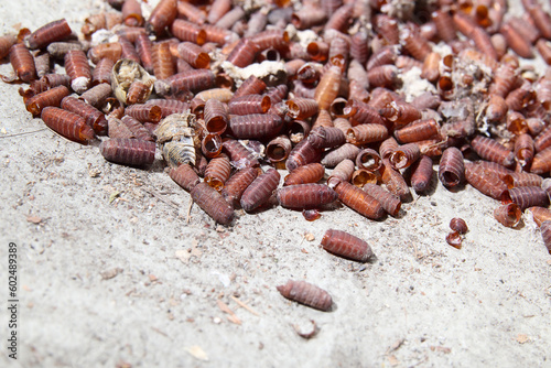 Many fly pupa cases from housefly and magot infestation close by the organics container, green bin or compost. Macro of insect pupa case in garbage room of building or home. Selective focus in center.