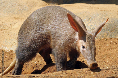 Aardvark photo