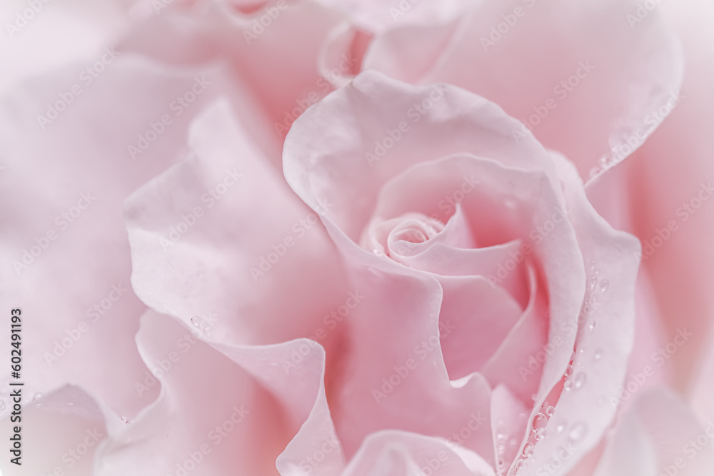 Pale pink white rose flower. Macro flowers background for holiday design Pale pink white rose flower. Macro flowers background for holiday design