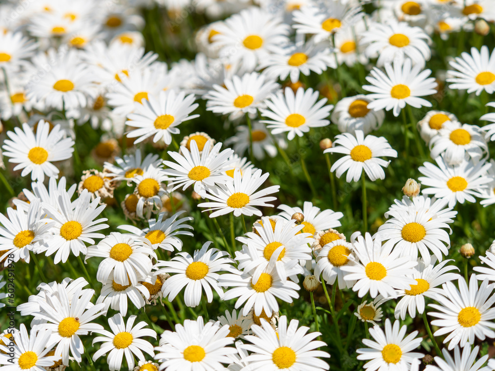 満開のマーガレットが咲く花畑 Stock Photo | Adobe Stock