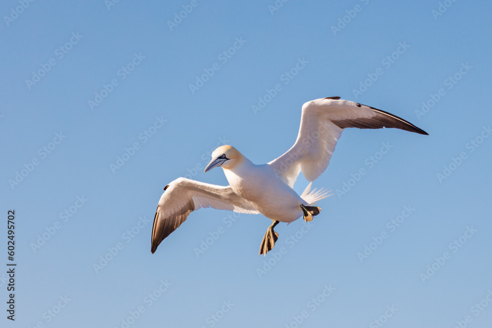 Northern gannet in flight with spreaded wings Northern gannet in flight with spreaded wings
