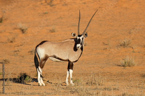 A gemsbok antelope (Oryx gazella) in natural habitat, Kalahari desert, South Africa.