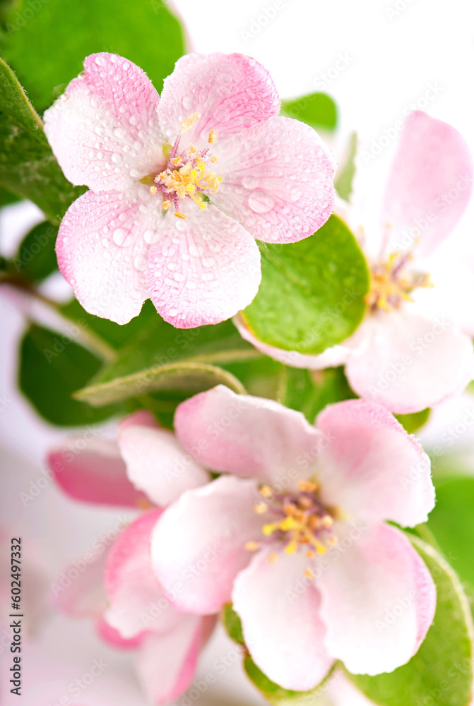 Pink apple tree flowers blossoms with green leafs on white background