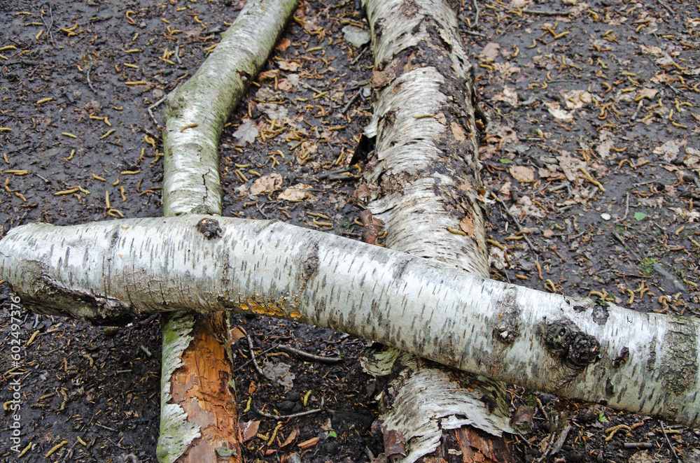 Fallen birch branches on forest floor Fallen birch branches on forest floor