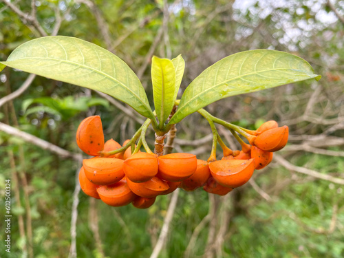 tabernaemontana or eastern gondola with green leaf