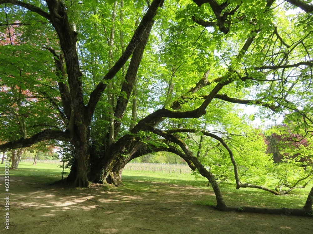 Fototapeta premium arbre