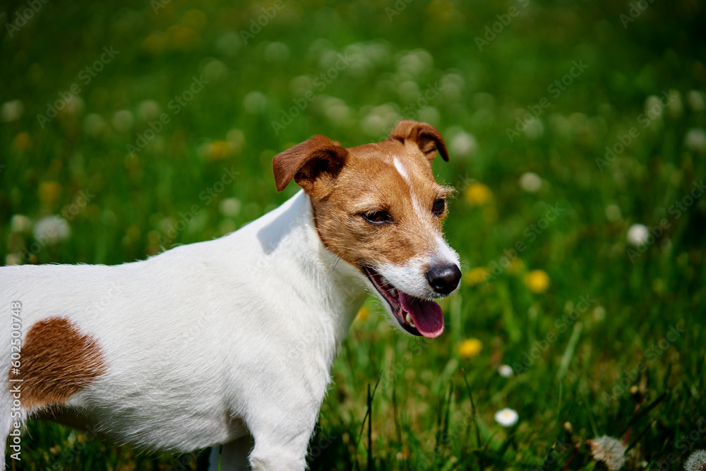 Cute active dog walking at green grass in park at summer day. Jack Russell Terrier portrait outdoors Cute active dog walking at green grass in park at summer day. Jack Russell Terrier portrait outdoors