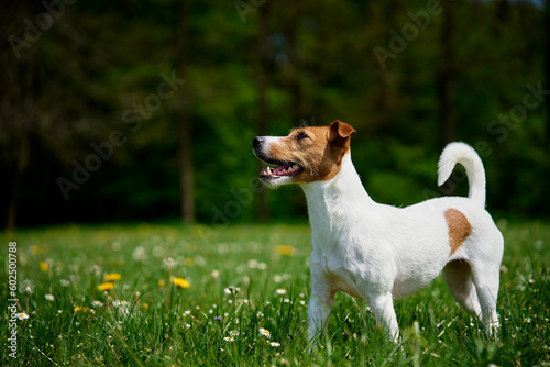 Fototapeta Naklejka Na Ścianę i Meble -  Cute active dog walking at green grass in park at summer day. Jack Russell Terrier portrait outdoors
