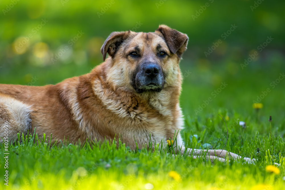 Close dog lying on the grass